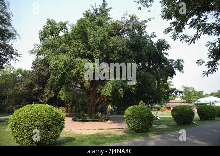 Ficus benjamina, comunemente noto come fico piangente, fico Benjamin, albero Ficus. Giardino zoologico, Alipore, Kolkata, Bengala Occidentale, India. Foto Stock