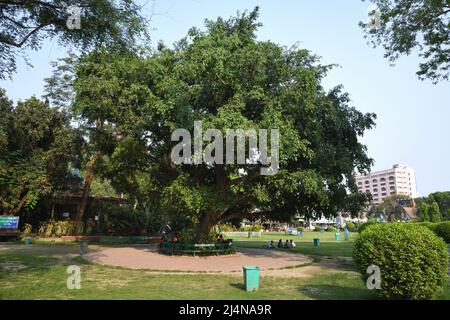 Ficus benjamina, comunemente noto come fico piangente, fico Benjamin, albero Ficus. Giardino zoologico, Alipore, Kolkata, Bengala Occidentale, India. Foto Stock