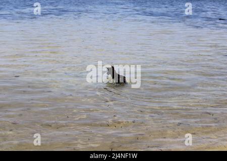 Un cane nero che fa un tuffo in mare all'isola di peli nella provincia di Manus, Papua Nuova Guinea (PNG) Foto Stock