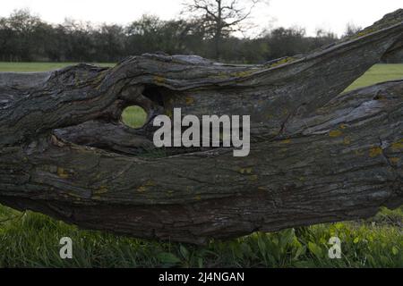 Foro a forma di occhio nel tronco vecchio dell'albero del salice Foto Stock