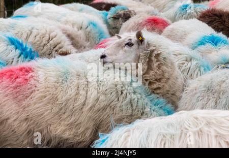 Mealagh Valley, Bantry, Cork, Irlanda. 16th aprile 2022. Una pecora guarda in su da un trogolo di alimentazione mentre mangia le noci sulla fattoria di Mike Russell nella valle di Mealagh, Bantry, Co. Cork, Irlanda. - Credit; David Creedon / Alamy Live News Foto Stock