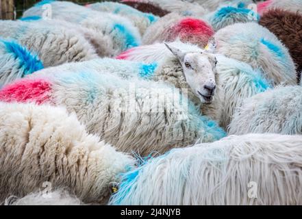 Mealagh Valley, Bantry, Cork, Irlanda. 16th aprile 2022. Una pecora guarda in su da un trogolo di alimentazione mentre mangia le noci sulla fattoria di Mike Russell nella valle di Mealagh, Bantry, Co. Cork, Irlanda. - Credit; David Creedon / Alamy Live News Foto Stock