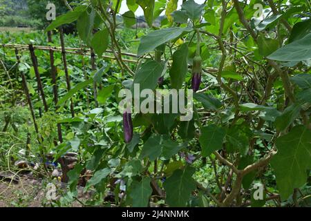 Ramo di melanzana con un frutto di melanzana viola in sviluppo nel giardino Foto Stock