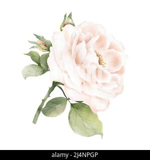 Pittura acquerello di rosa chiaro con rametti decorativi, germoglio e foglie verdi. Composizione botanica romantica per biglietti d'auguri o matrimoni. Illustrazione Vettoriale