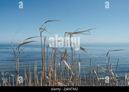 bella natura morbida sfondo o carta da parati, canna d'oro contro mare blu poco profondo e cielo blu chiaro Foto Stock