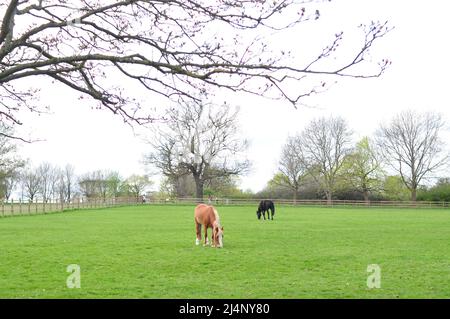 Cavallo pascolo in fattoria e masticare verde erba copia spazio Foto Stock