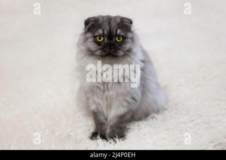 Carino gattino grigio con occhi gialli siede su un tappeto bianco Foto Stock