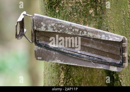 coperchio in metallo della scatola proiettile militare appeso su un albero Foto Stock