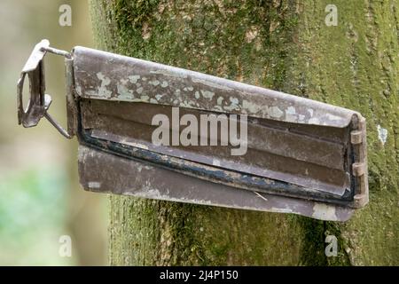 coperchio in metallo della scatola proiettile militare appeso su un albero Foto Stock