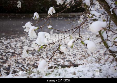 Regensburg, Germania - 02nd aprile 2022: Fiori Magnolia ricoperti di neve d'aprile. Foto di alta qualità Foto Stock