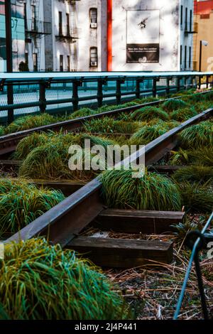 Erba che cresce tra le rotaie nell'area ricreativa High Line di Manhattan, NYC, USA Foto Stock