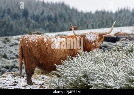 Mucche delle Highland nella neve, Bunachton, Scozia, Regno Unito Foto Stock