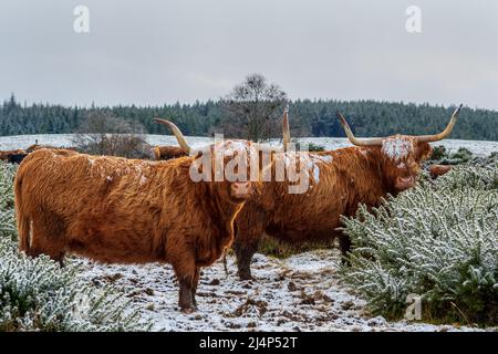 Mucche delle Highland nella neve, Bunachton, Scozia, Regno Unito Foto Stock