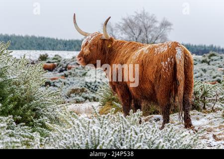 Mucche delle Highland nella neve, Bunachton, Scozia, Regno Unito Foto Stock