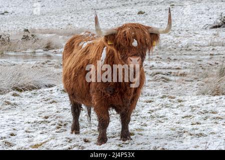 Mucche delle Highland nella neve, Bunachton, Scozia, Regno Unito Foto Stock