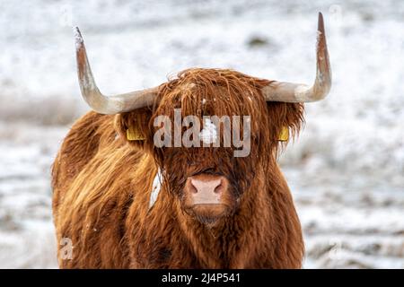 Mucche delle Highland nella neve, Bunachton, Scozia, Regno Unito Foto Stock