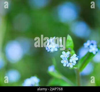 Bellissimo primo piano di una miosite Foto Stock