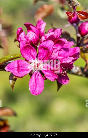 Fiore rosa profondo su un albero di mele, Malus domestica. Foto Stock