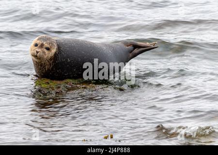 Guarnizione che si basa su una roccia Foto Stock