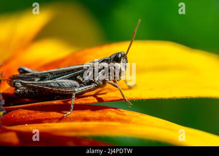 grasshopper che riposa sul fiore di rudbeckia in giardino Foto Stock