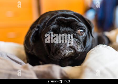 Cane nero pug che posa su biancheria da letto grigia con occhi laterali guardando sullo sfondo interno casa. Primo piano. Foto Stock