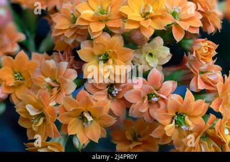 Kalanchoe fiorisce, da vicino tutta la fioritura Foto Stock