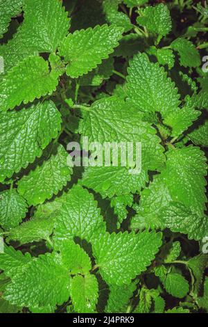 (Melissa officinalis) pianta di balsamo di limone che cresce durante la primavera, Città del Capo, Sudafrica Foto Stock