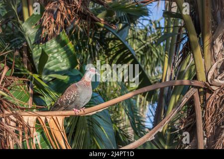 Pigeon macchiato (Columba Guinea) che riposa in un albero, Città del Capo Foto Stock