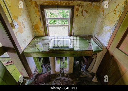 Alghe verdi e muschio che crescono in un lavello di Belfast in un cottage abbandonato, Irlanda. Foto Stock