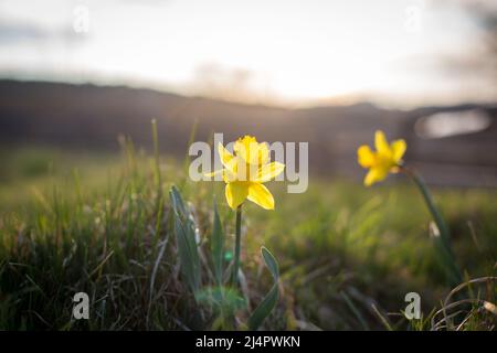 I narcisi selvatici (Narcissus pseudonarcissus) Foto Stock