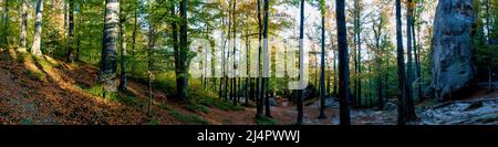 Bellissima foresta verde foto. Pini e un sentiero nella foresta. Estate sfondo di montagna. Montagna di Rila, Bulgaria Foto Stock