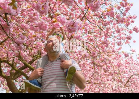 Birmingham, Regno Unito. 17th Apr 2022. Isaac Stanford, di tre anni, siede sulle spalle di papà Simon per avvicinarti alla fioritura degli alberi rosa nel suo parco locale di Birmingham, Regno Unito. Credit: Peter Lopeman/Alamy Live News Foto Stock