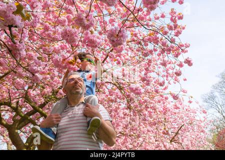 Birmingham, Regno Unito. 17th Apr 2022. Isaac Stanford, di tre anni, siede sulle spalle di papà Simon per avvicinarti alla fioritura degli alberi rosa nel suo parco locale di Birmingham, Regno Unito. Credit: Peter Lopeman/Alamy Live News Foto Stock