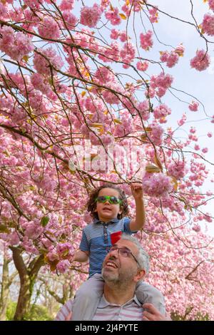 Birmingham, Regno Unito. 17th Apr 2022. Isaac Stanford, di tre anni, siede sulle spalle di papà Simon per avvicinarti alla fioritura degli alberi rosa nel suo parco locale di Birmingham, Regno Unito. Credit: Peter Lopeman/Alamy Live News Foto Stock