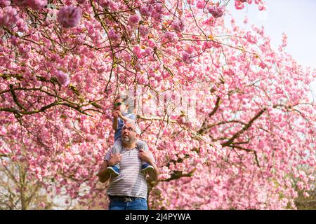 Birmingham, Regno Unito. 17th Apr 2022. Isaac Stanford, di tre anni, siede sulle spalle di papà Simon per avvicinarti alla fioritura degli alberi rosa nel suo parco locale di Birmingham, Regno Unito. Credit: Peter Lopeman/Alamy Live News Foto Stock