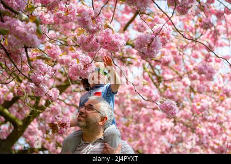 Birmingham, Regno Unito. 17th Apr 2022. Isaac Stanford, di tre anni, siede sulle spalle di papà Simon per avvicinarti alla fioritura degli alberi rosa nel suo parco locale di Birmingham, Regno Unito. Credit: Peter Lopeman/Alamy Live News Foto Stock