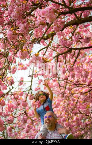 Birmingham, Regno Unito. 17th Apr 2022. Isaac Stanford, di tre anni, siede sulle spalle di papà Simon per avvicinarti alla fioritura degli alberi rosa nel suo parco locale di Birmingham, Regno Unito. Credit: Peter Lopeman/Alamy Live News Foto Stock