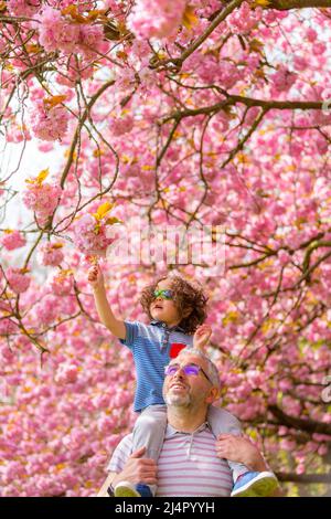 Birmingham, Regno Unito. 17th Apr 2022. Isaac Stanford, di tre anni, siede sulle spalle di papà Simon per avvicinarti alla fioritura degli alberi rosa nel suo parco locale di Birmingham, Regno Unito. Credit: Peter Lopeman/Alamy Live News Foto Stock