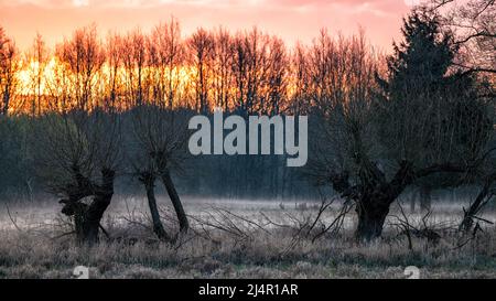 Vecchi salici, uno dei simboli di Mazovia. Parco Nazionale di Kampinos, Polonia. Foto Stock