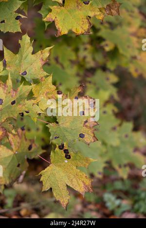 Diverse foglie di acero infettate da un patogeno vegetale su uno sfondo naturale sfocato Foto Stock