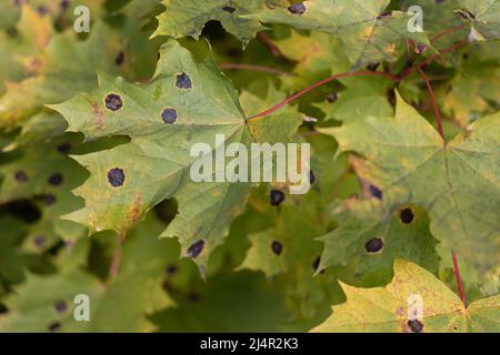 Foglia di acero infetta con un patogeno vegetale Rhytisma acerinum close-up Foto Stock