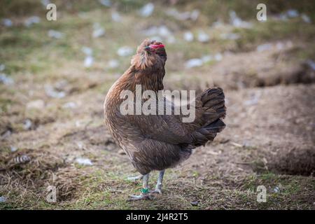 Bantam Thuringian Bearded Chicken (Thüringer Zwerg-Barthuhn), una razza di pollo tedesca Foto Stock