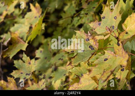 Parecchie foglie di acero infettate con un fungo della pianta nello sfondo di un bokeh con molte foglie Foto Stock