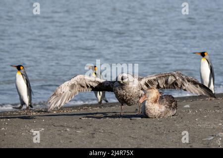 Georgia del Sud, St. Andrew's Bay. Petrelli giganti con pinguini re (Appenodytes patagonica) Foto Stock