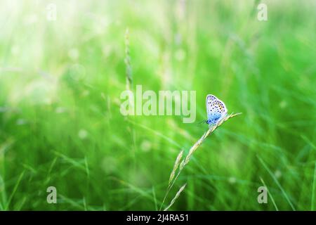 La farfalla blu Plebejus argus riposa e siede sull'erba contro uno sfondo verde sfocato al sole. Piccola farfalla blu comune nel suo Foto Stock