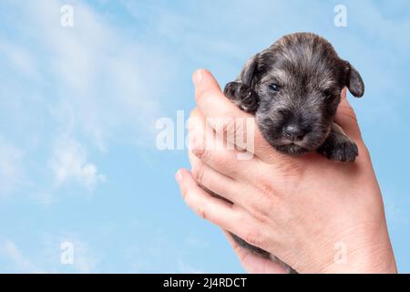 Un piccolo cucciolo neonato in mano al proprietario. Un piccolo cucciolo nero in miniatura schnauzer sullo sfondo di nuvole bianche nel cielo. Cura degli animali domestici. Nazione Foto Stock