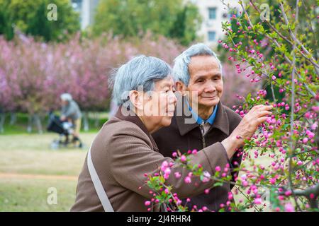 Senior Woman e uomo che guardano e ammirano i fiori. Una coppia anziana, di 80 anni, sta godendo di guardare fiori di ciliegia rosa in una giornata di primavera. Foto Stock