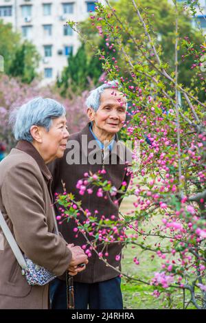 Senior Woman e uomo che guardano e ammirano i fiori. Una coppia anziana, di 80 anni, sta godendo di guardare fiori di ciliegia rosa in una giornata di primavera. Foto Stock