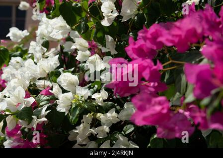 Bougainvillea, arrampicatori ricoperti di numerosi fiori colorati. Piante ornamentali in giardino in una giornata di sole. Foto Stock