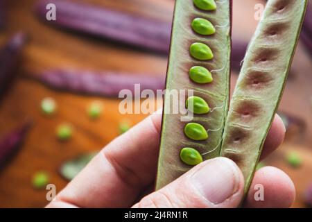 Mano che tiene una cialda di semi Guaje aperta Foto Stock